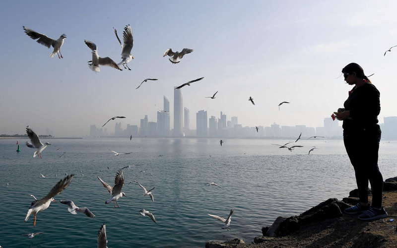 (For Back Page) Birds in Abu Dhabi. January 27, 2018. Photo by Erik Arazas