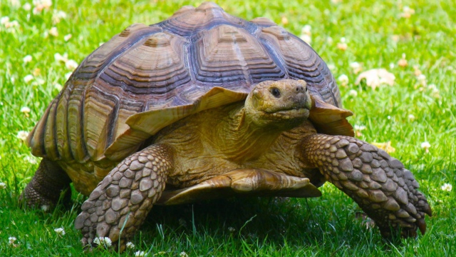 On World Turtle Day, you know why you celebrate it - Teller Report