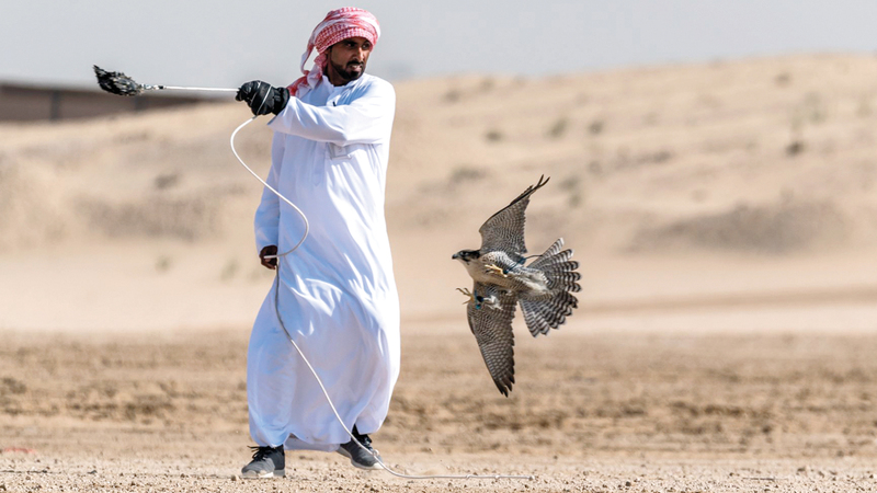 الدعو يتلقى الطير عند خط النهاية. من المصدر