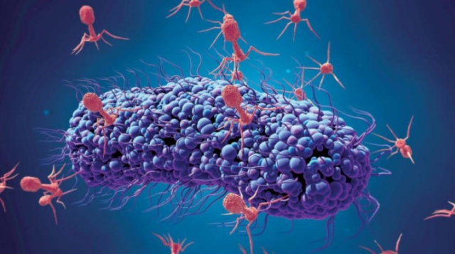 علماء يصممون فيروسا يقتل الخلايا السرطانية - حياتنا - جهات ...