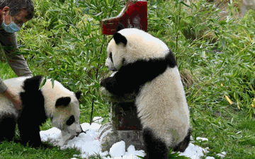 الصورة: لسلكوكهم السيء مع الحيوانات.. حظر دخول 12 سائحا لمركز الباندا العملاقة بالصين مدى الحياة