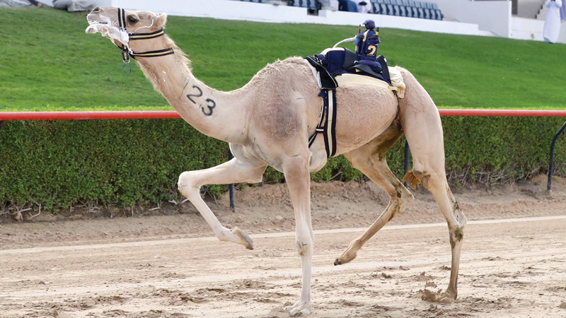 شاهين لهجن زعبيل.  من المصدر