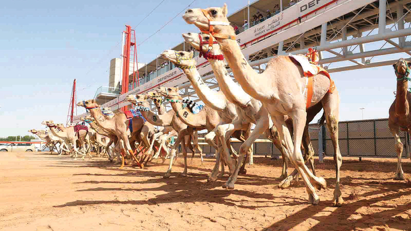 “Shalfa” and “Identified” shine in the opening of the closing ceremony for the camel