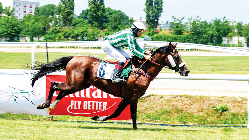 Al Wathba Stallions Cup Races in Bucharest and Brussels: Exciting Competitions with 17 Horses