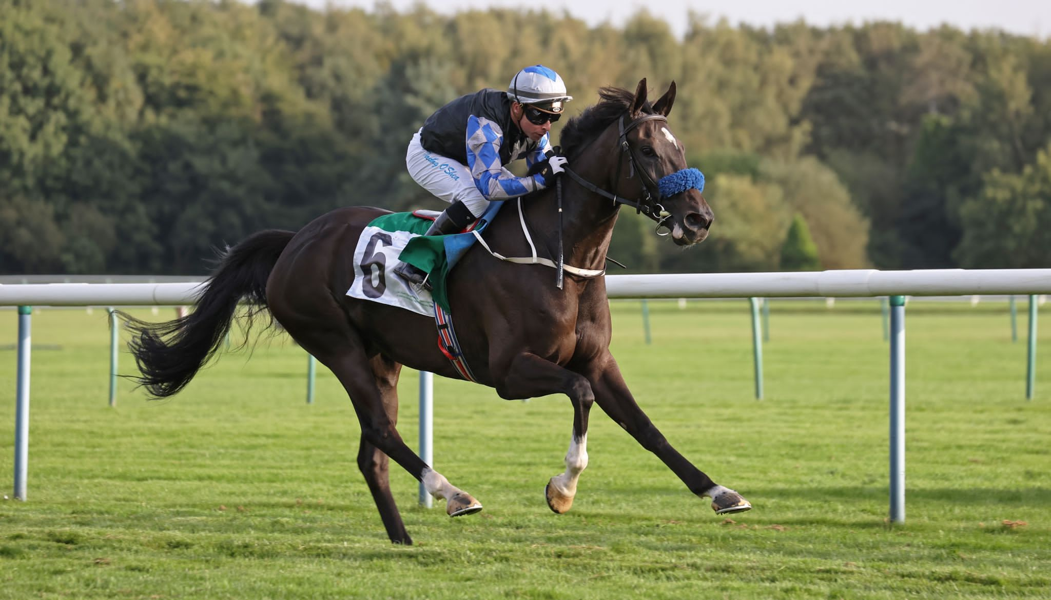 Zayda Athba Wins Her Highness Sheikha Fatima Bint Mubarak Cup Race for Arabian Horses