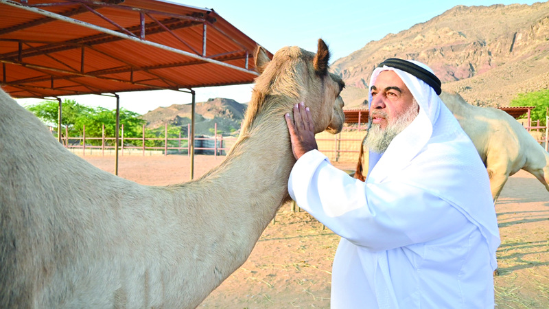 عائلة المواطن أحمد البدواوي تستمتع بالحفاظ على تراث تربية الإبل. تصوير: يوسف الهرمودي