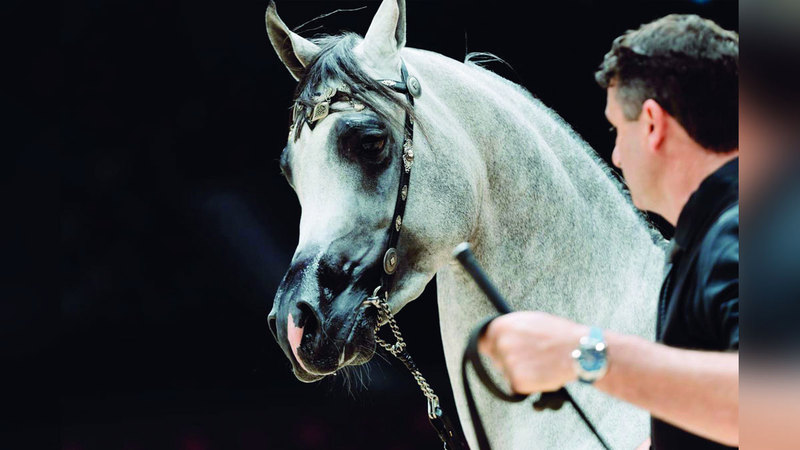 AJ Kafu Shines at 16th Abu Dhabi International Arabian Horse Championship