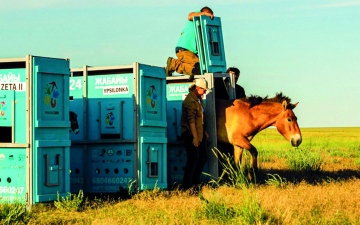الصورة: «برزيوالسكي».. خيول كازاخستان تعود إلى «السهوب الذهبية»
