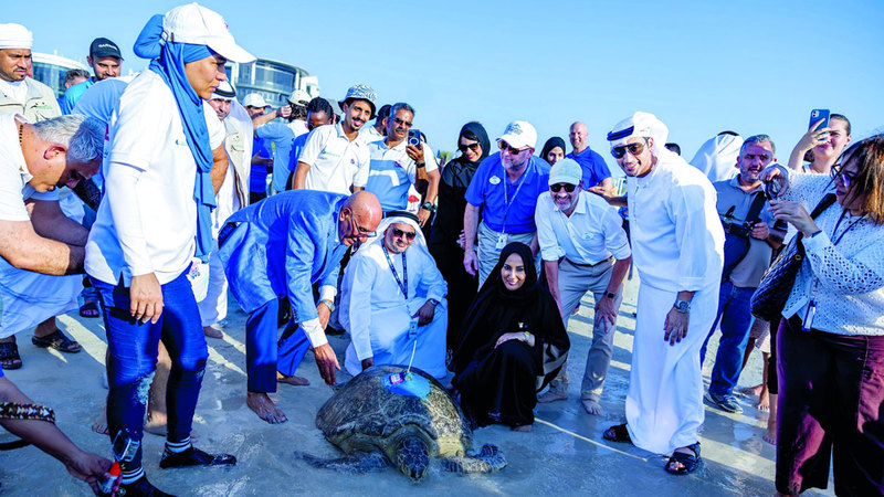 إطلاق السلاحف الجديدة إلى البحر بعد إعادة تأهيلها. الإمارات اليوم