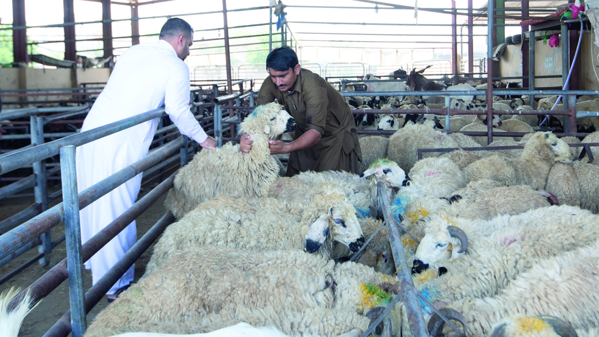 زيادة توريد الأضاحي تواكب الطلب الكبير قبيل عيد الأضحى. تصوير: أحمد عرديتي