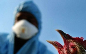 الصورة: الأولى في العالم.. دولة أوروبية تعطي مواطنيها لقاحا ضد إنفلونزا الطيور