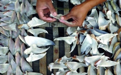 الصورة: شهية البرازيليين لأسماك القرش تهدد بانقراضها