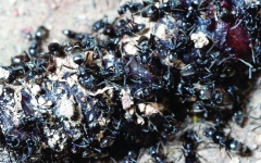 الصورة: «النمل الخارق» يقطع الكهرباء ويلحق الضرر بالطرق في ألمانيا