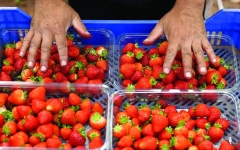 الصورة: إندونيسيون يدفعون  آلاف الجنيهات للعمل بقطف الفاكهة في بريطانيا