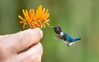 الصورة: أصغر طائر في العالم يجد ملاذاً