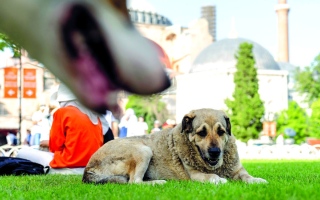 الصورة: بريجيت باردو تنتقد مشروع قانون الكلاب الضالة في تركيا