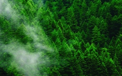 الصورة: باحثون يُثبتون قدرة الأشجار على امتصاص غاز الميثان