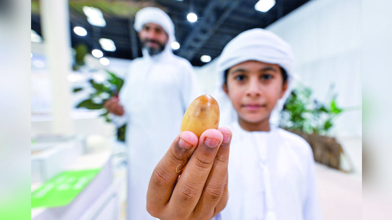 الدورة الأولى لـ «دبي للرطب» تستمر حتى الثالث من أغسطس المقبل. تصوير: باتريك كاستيلو