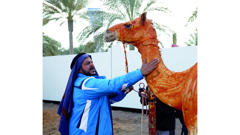 نوق متوّجة بالزعفران والفخر