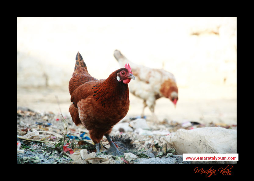 صورة بعدسة القارئ : مصطفى خان