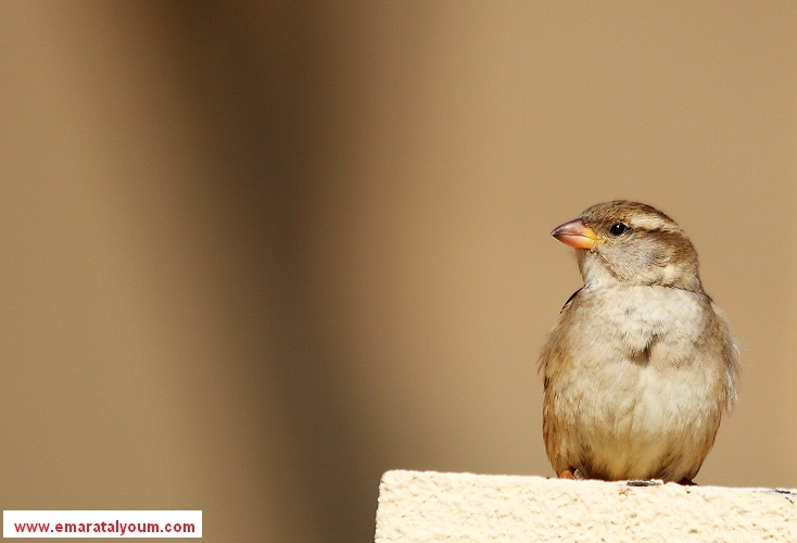 الصور بعدسة القارئ: عبيد مصبح