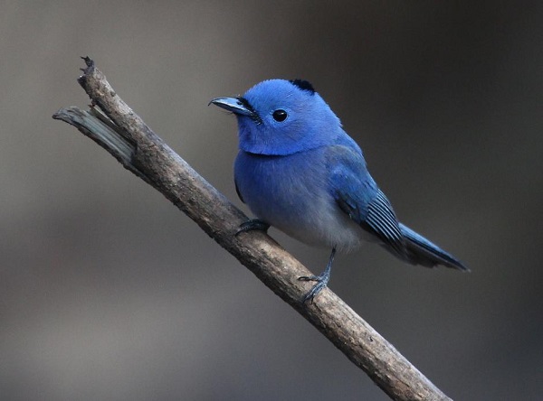 يسمى "عصفور تويتر" بخاطف الذباب الأزرق هو طائر ينتمي إلى (فصيلة: Muscicapidae).من الطيور الجواثم صغيرة .طائر مهاجر يعيش في اليابان وكوريا، وفي أجزاء من الصين وروسيا. و في الشتاء في جنوب شرق آسيا، لا سيما في فيتنام، وكمبوديا،
 وتايلاند و سومطرة وبورنيو.