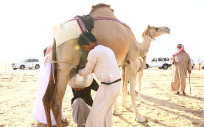 إقبال كبير على المشاركة في «مزاينة الظفرة» من الإمارات ودول مجلس التعاون.  من المصدر