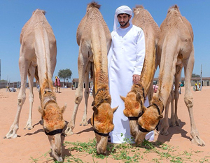 حمدان بن محمد مع هجن سموه الفائزة في مهرجان المرموم التراثي.  تصوير: علي عيسى