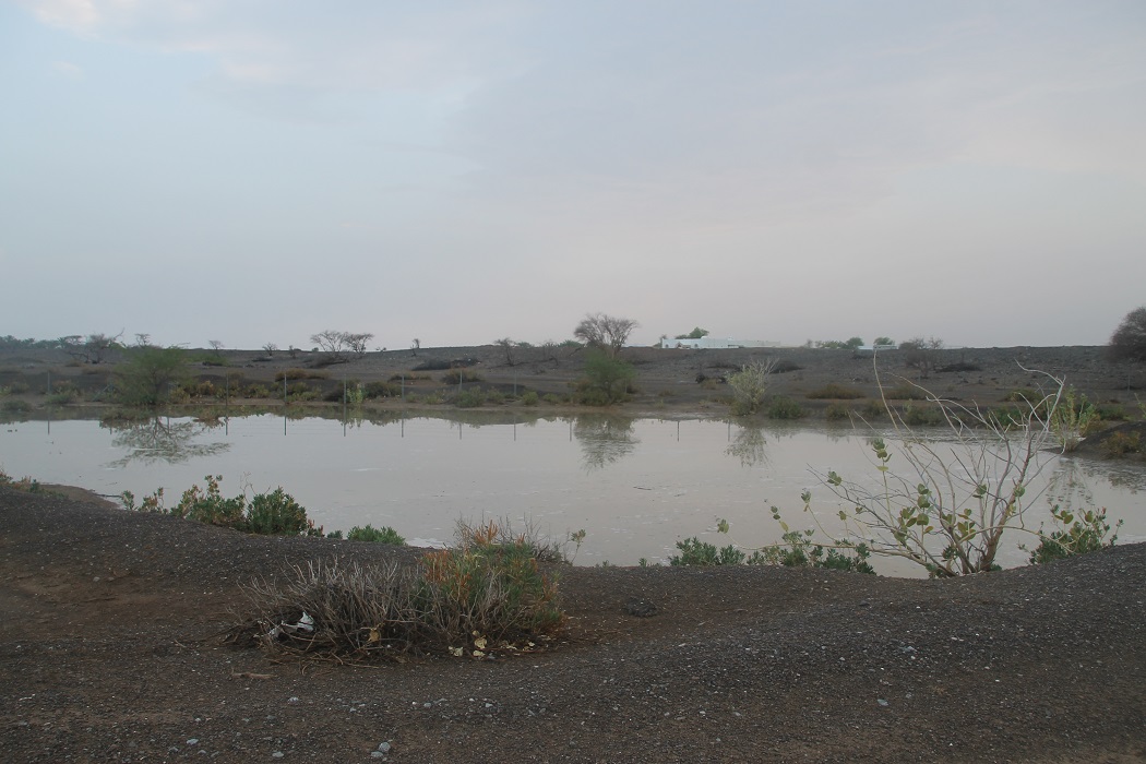 الصور من المصدر