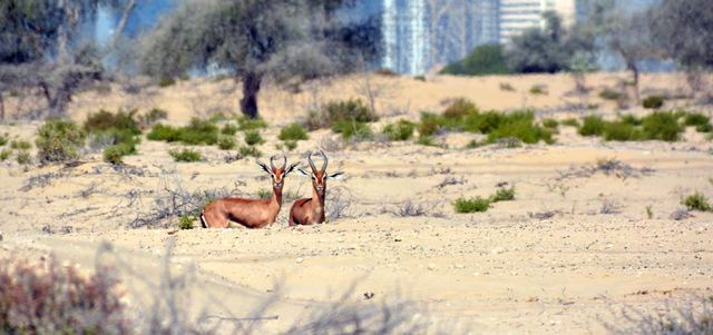 تصوير: عمران السكران