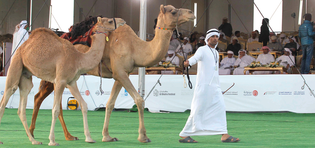 المهرجان يشتمل على 15 فعالية ومسابقة تراثية بمجموع جوائز يفوق 50 مليون درهم.  من المصدر